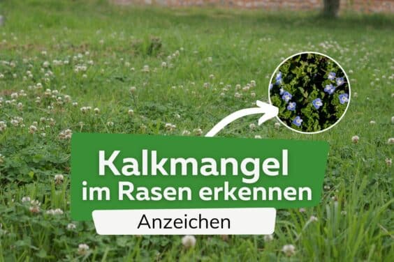 Kalkmangel im Rasen erkennen