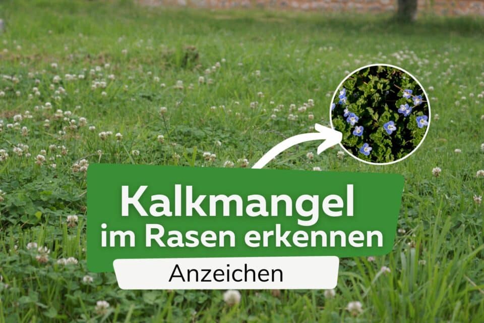 Rasenmähen nach dem Düngen wann sollte man frühestens mähen?