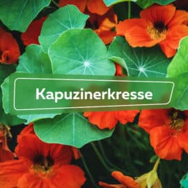 Kapuzinerkresse