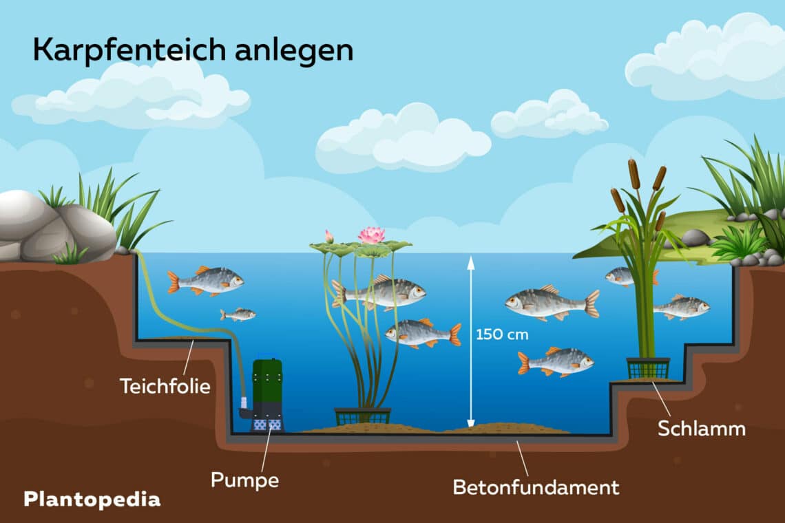 Karpfenteich anlegen