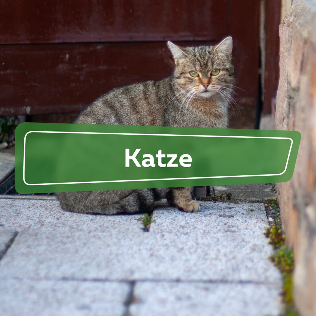 Katze