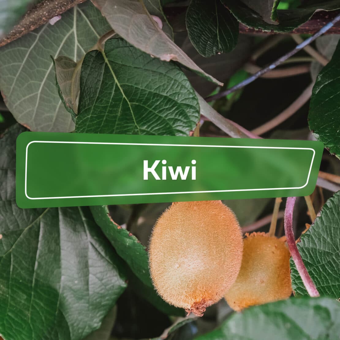 Kiwi