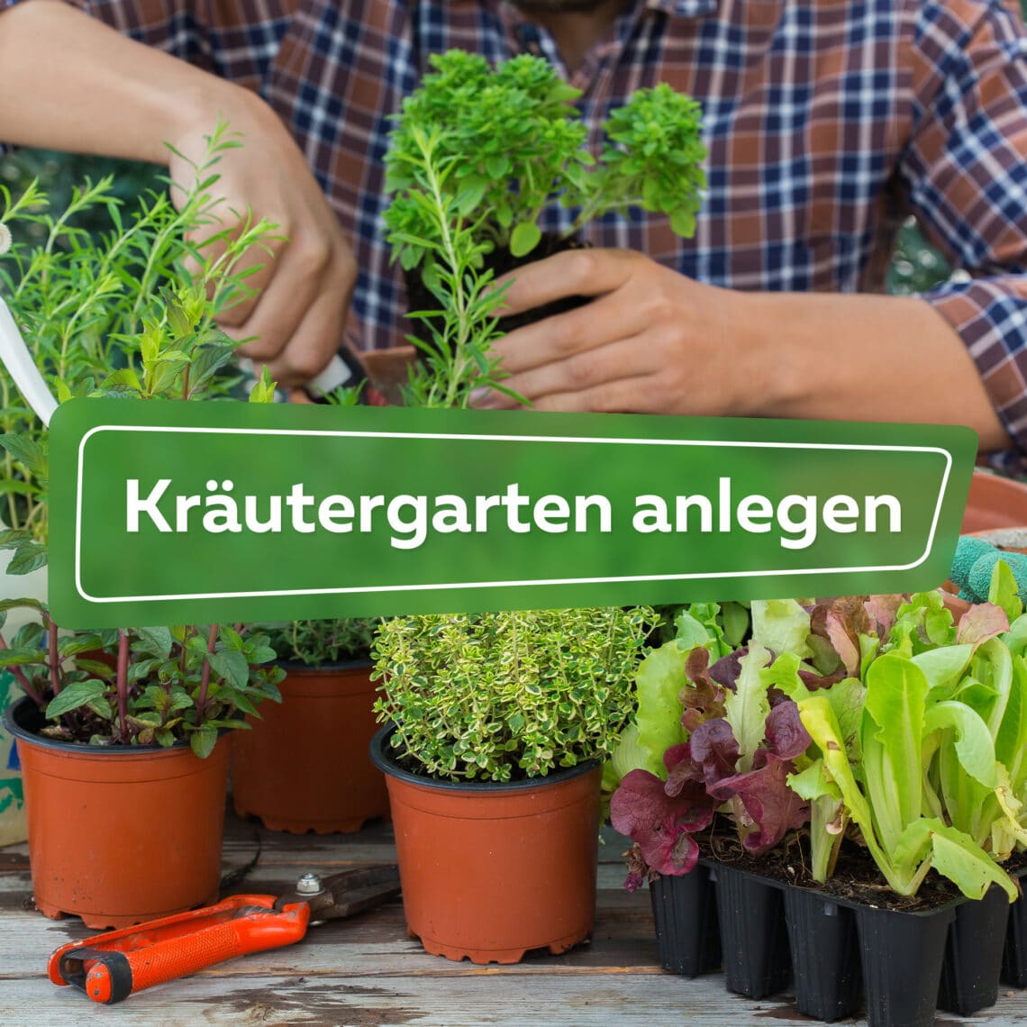 Kräutergarten anlegen Ratgeber Hortica