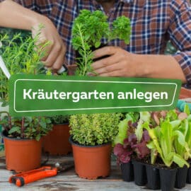 Kräutergarten anlegen