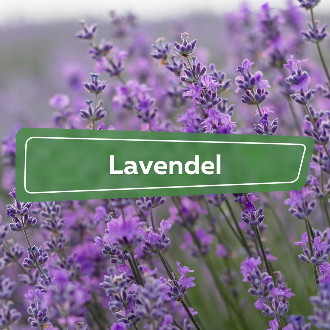 Lavendel