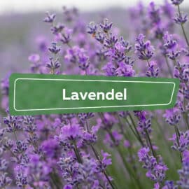 Lavendel