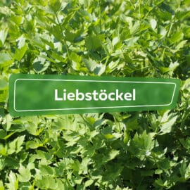 Liebstöckel