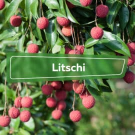 Litschi