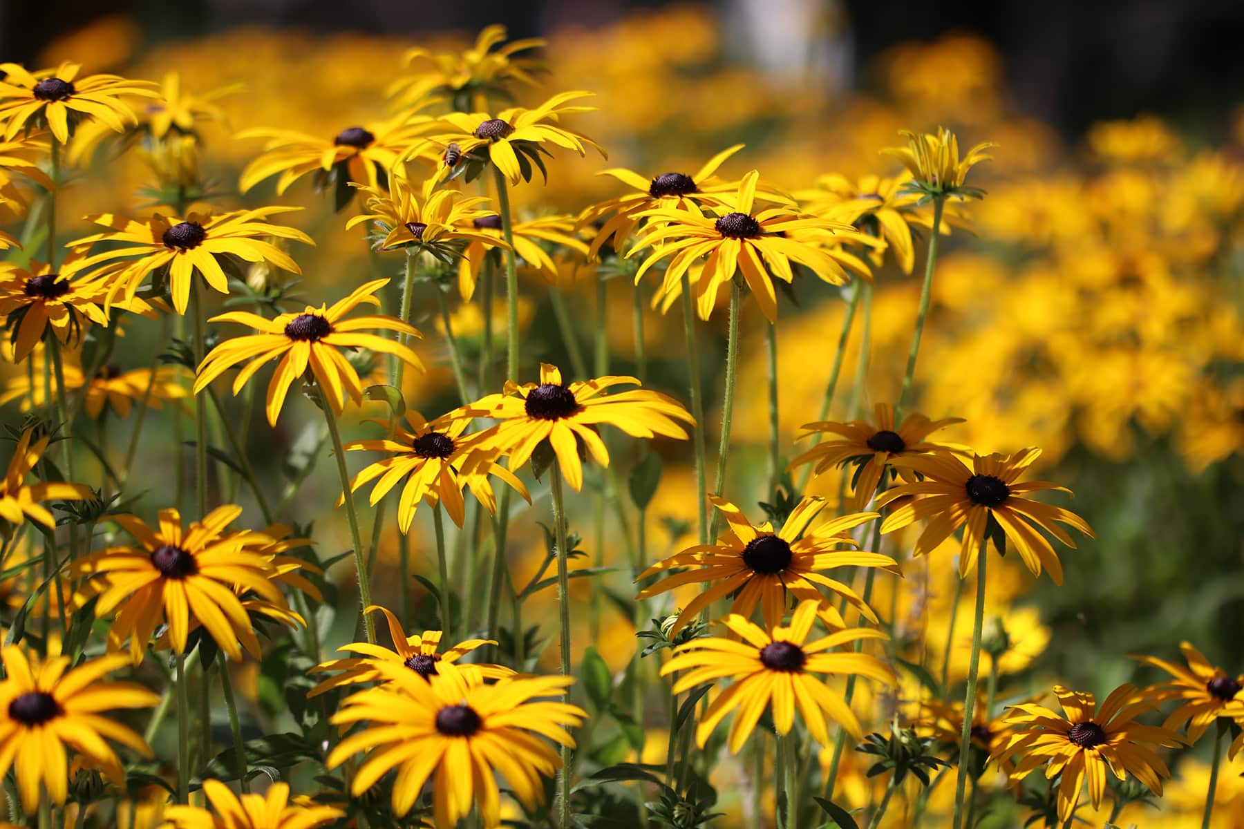volle sonne modern grabbepflanzung sommer bilder