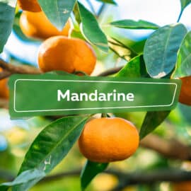 Mandarine