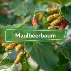 Maulbeere