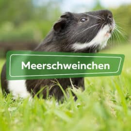 Meerschweinchen