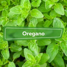 Oregano