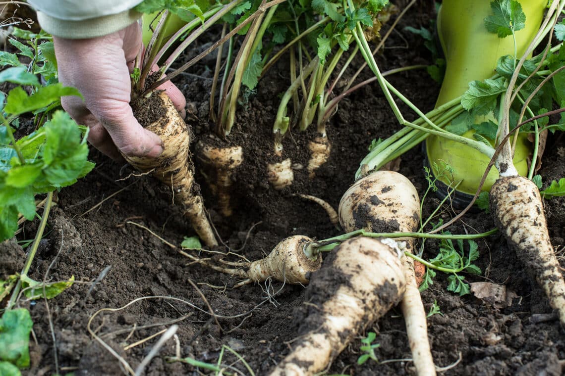 Pastinaken im Garten ernten