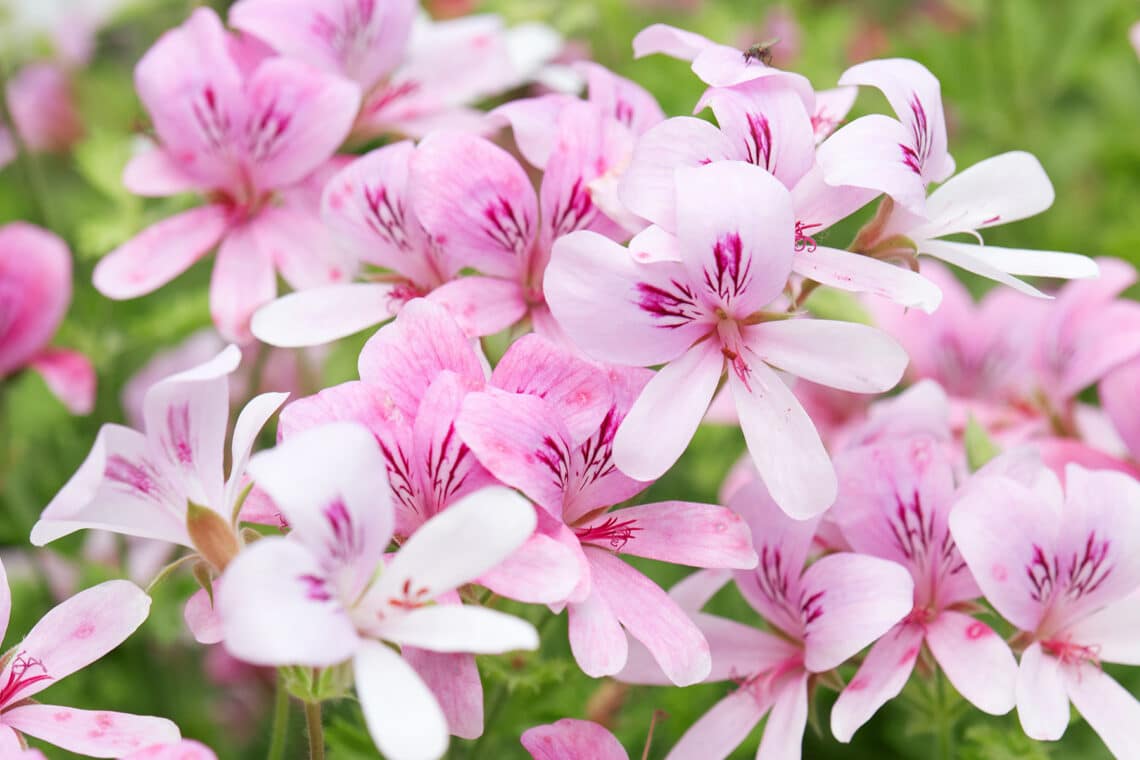 Pelargonien (Geranium)