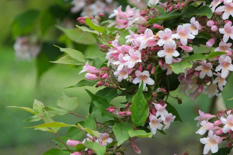 Perlmutstrauch (Kolkwitzia amabilis)