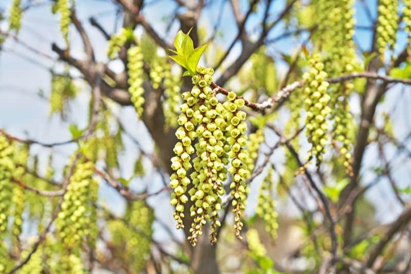 Perlschweif - Stachyurus chinensis