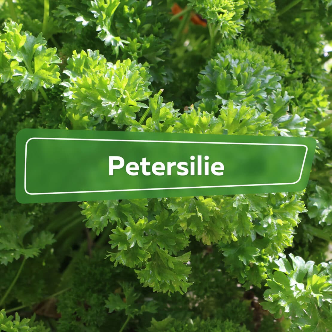 Petersilie