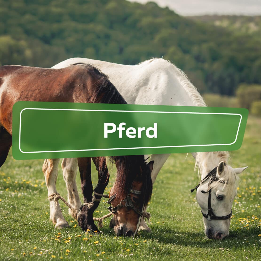 Pferd