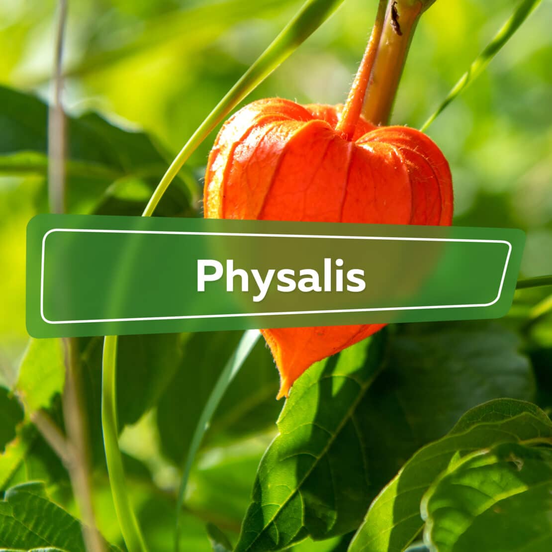 Physalis