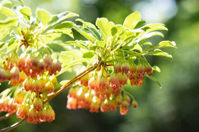 Prachtglocke (Enkianthus campanulatus)