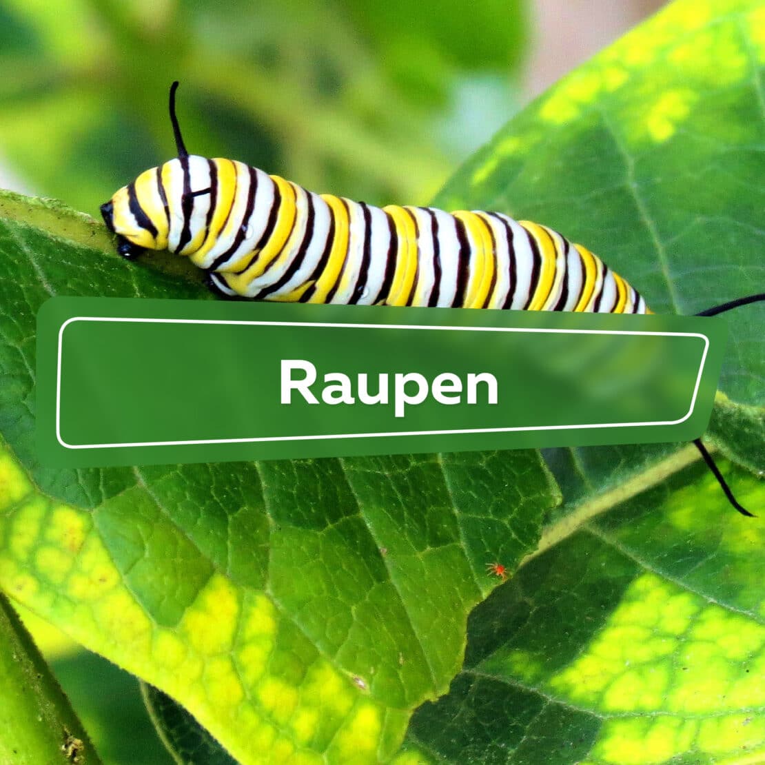 Raupen