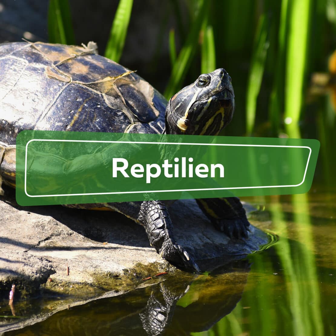 Reptilien