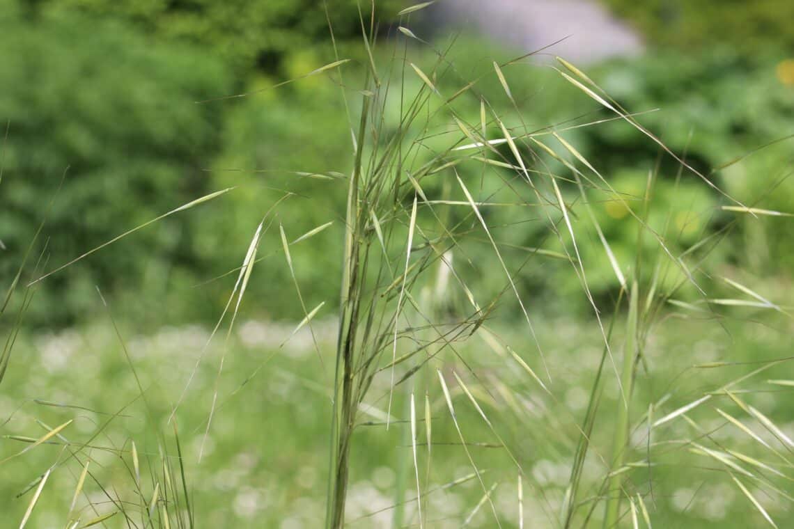 Riesen-Federgras (Stipa gigantea)