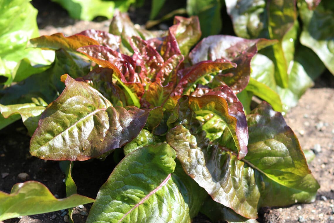 Römersalat (Lactuca Sativa-var. Longifolia)