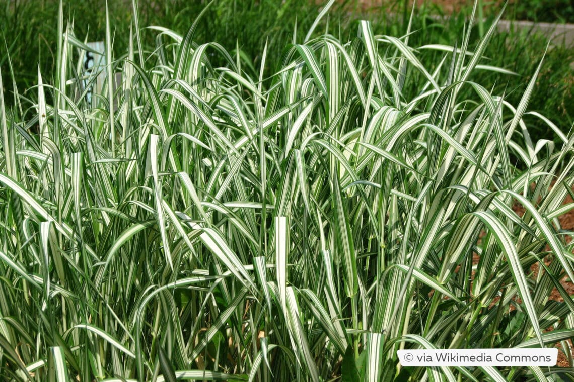 Rohrglanzgras 'Picta' (Phalaris arundinacea)