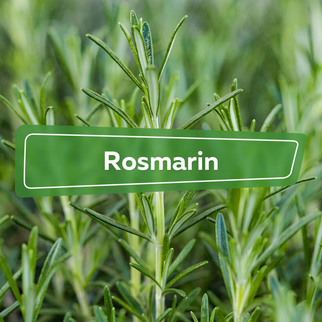 Rosmarin