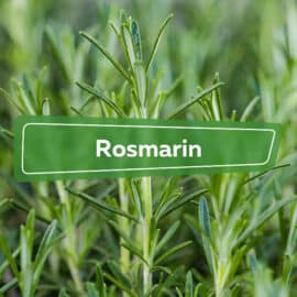 Rosmarin