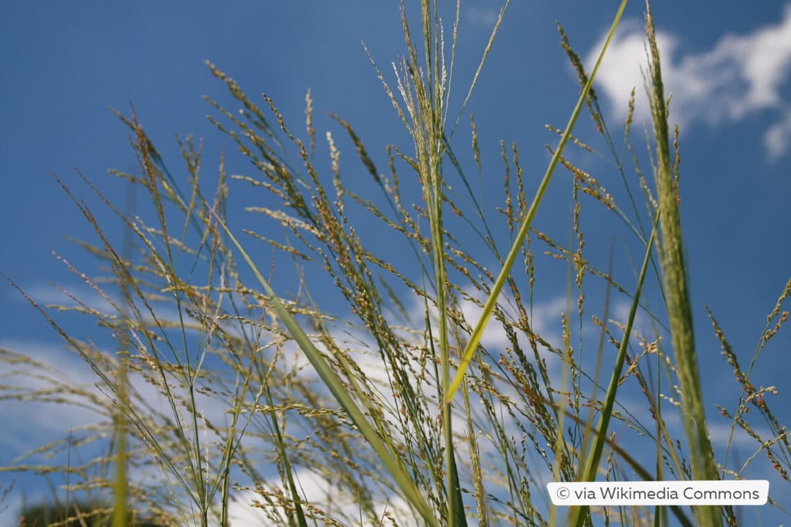 Rutenhirse 'Northwind' (Panicum virgatum)