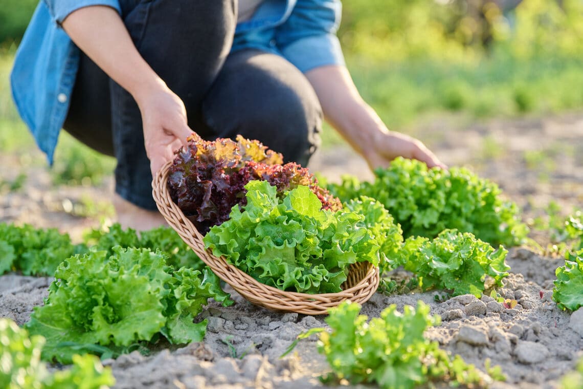 Salat ernten