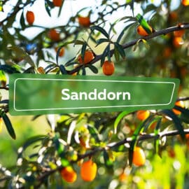 Sanddorn