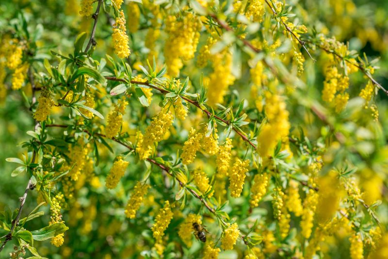 Sauerdorn (Berberis vulgaris)