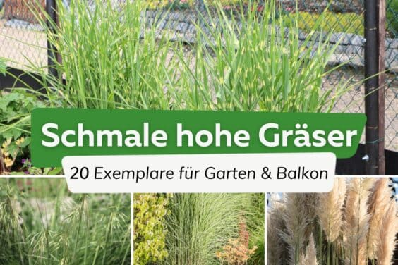 Schmale hohe Gräser für Balkon und Garten