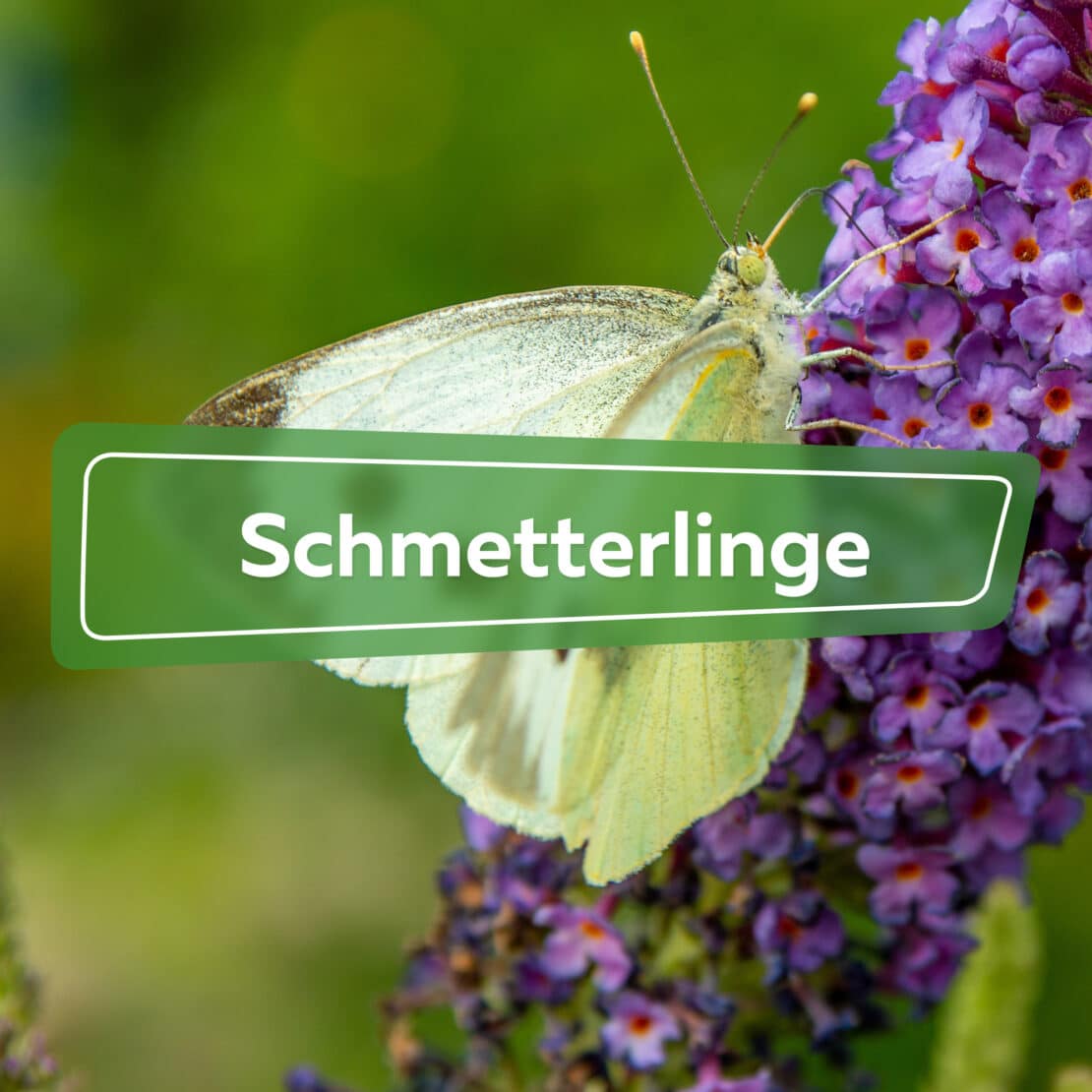 Schmetterlinge