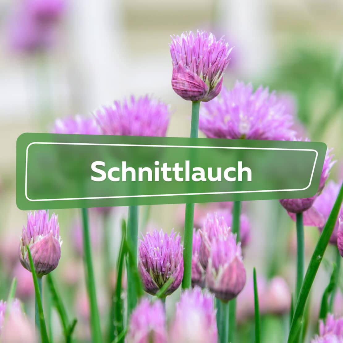 Schnittlauch