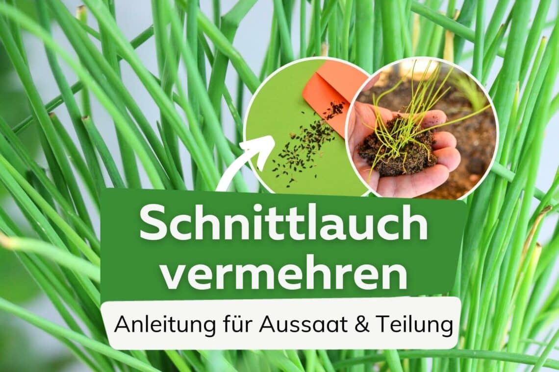 Schnittlauch Vermehren Durch Samen Und Teilen