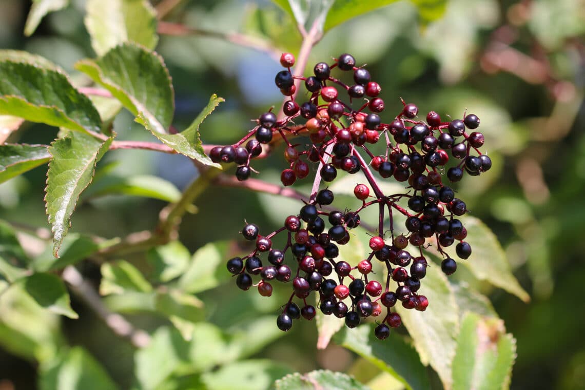 Schwarzer Holunder (Sambucus nigra)