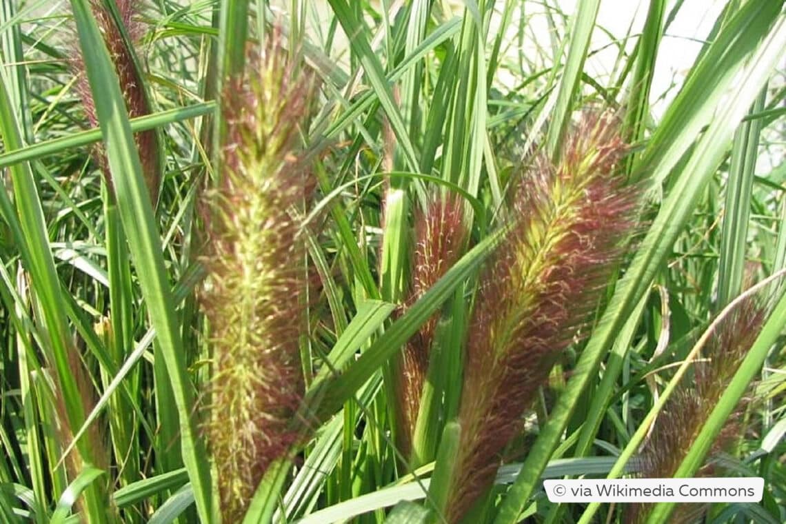 Schwarzes Federborstengras (Pennisetum alopecuroides var. viridescens)