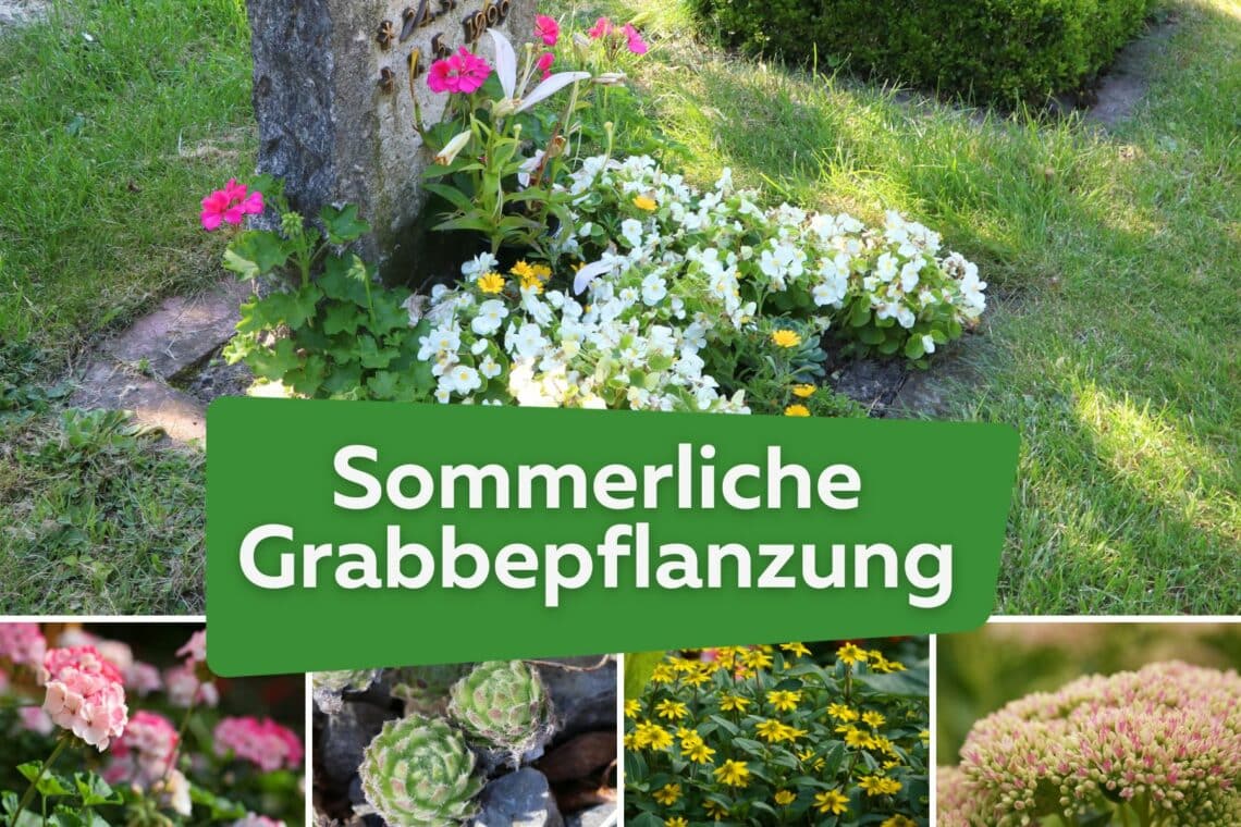 Sommerliche Grabbepflanzung Titel