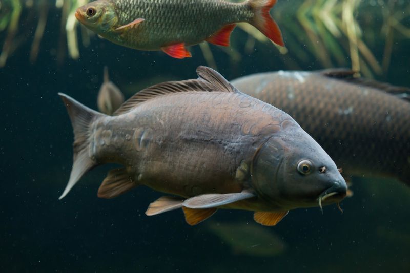 Spiegelkarpfen (Cyprinus carpio)