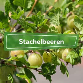 Stachelbeeren