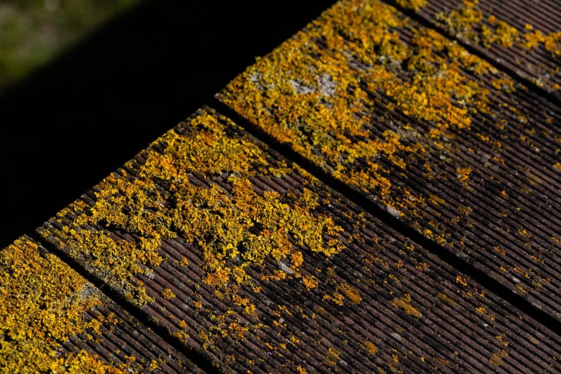 Grünbelag/Moos auf Terrassendielen