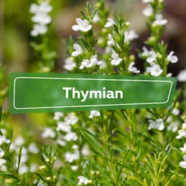 Thymian