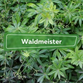 Waldmeister