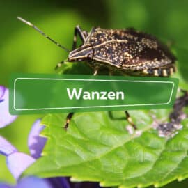 Wanzen