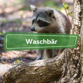 Waschbär